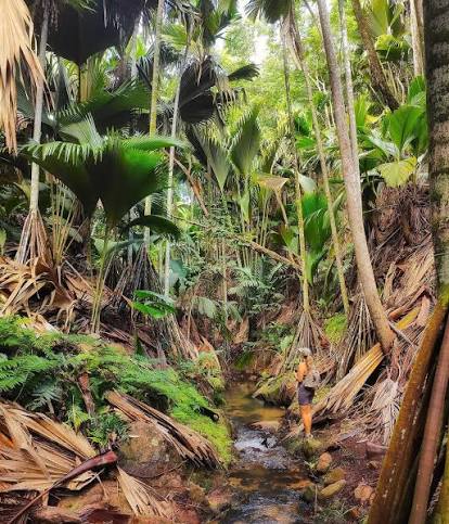 Vallée de Mai Nature Reserve